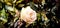 Beautiful white Rose in closeup with leafs