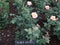 Beautiful white rose flower at botanical garden ooty, india.