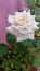 Beautiful white rose flower in Someshwar velly