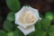 Beautiful white rose grows in the garden