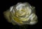 Beautiful white rose lies with petals
