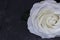 Beautiful white rose reflection on dark blue background