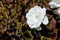 Beautiful white rose - Rosaceae Rosa Iceberg Floribunda