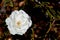 Beautiful white rose - Rosaceae Rosa Iceberg Floribunda