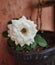 Beautiful white rose with water drops in a pot close up. Detailed floral photo background