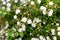 Beautiful white roses bush blossoming at the backyard on summer day