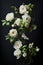 Beautiful white roses in an elegant vase art illustration