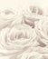 Beautiful white roses toned in sepia as wedding background. Sof