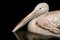 Beautiful white rosy Pelican