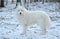 Beautiful white Samoyed dog