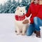 Beautiful white Samoyed dog in cold winter dressed red scarf