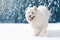 Beautiful white Samoyed dog running on snow in winter over snowy forest background