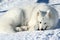 Beautiful white Samoyed lying in the snow