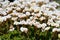 Beautiful white saxifraga marginata flower patch from bulgaria