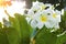 Beautiful white scented blooms with yellow centers of exotic tropical frangipanni species plumeria plumeria flowering in summer ad