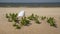 Beautiful white sea shell in the sand between green grass on a sunny day at the beach. Seashell laying on sandy background