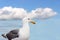 Beautiful white seagull