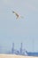 Beautiful white seagull flying against the blue sky and white clouds, freedom and flight concept