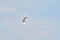 Beautiful white seagull flying against the blue sky and white clouds, freedom and flight concept