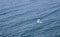 A beautiful white seagull gracefully flies over the ocean