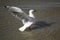 A beautiful white Seagull is Landing in Estuary on summer afternoon