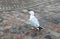 Beautiful white seagull, Latvia