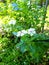 Beautiful white sepatu flower ornamental plant from Java