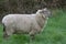 Beautiful White Sheep Roaming A Field In Ireland