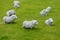 Beautiful white sheep sculptures in green lawn