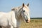 Beautiful white shire horse portrait in rural area