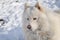 Beautiful white Siberian Samoyed dog
