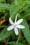 A beautiful white single tropical flower Star of Bethlehem Hippobroma longiflora