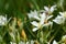 The beautiful white snowdrop close up