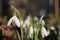 Beautiful white snowdrops in winter in the sunshine