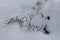 beautiful white snowy winter background, snow covered alpine bushes in yumthang valley in winter season