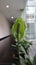 Beautiful White Spathiphyllum flower or Peace Lily as ornamental plant