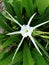 Beautiful white spider lily or Hymenocallis littoralis