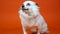 Beautiful white spitz with blue eyes holding treat in her mouth. Close up of dog with dental stick on orange background.