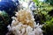 Beautiful white sponge fungus spotted in cloud forest