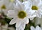 Beautiful white spray chrysanthemum flower, macro