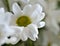 Beautiful white spray chrysanthemum flower, macro