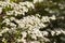 Beautiful white spring flowers blossoming on a shrub of the plant is Spiraea thunbergii or Thunberg Meadowsweet