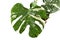 Beautiful white sprinkled leaf of rare variegated exotic `Monstera Deliciosa Thai Constellation` house plant. Top view on white ba