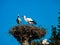 Beautiful white storks in the nest on blue sky backgroung, springtime