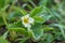 Beautiful white strawberry flower with raindrops in the garden. The first crop of strawberries in the early summer