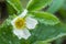 Beautiful white strawberry flower with raindrops in the garden. The first crop of strawberries in the early summer