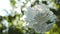 Beautiful white summer phloxes flower in garden. Closeup view