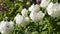 Beautiful white summer phloxes flower in garden. Closeup view