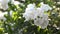 Beautiful white summer phloxes flower in garden. Closeup view
