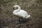 Beautiful white swan bird standing on the ground in autumn, elegant swan animal surrounded by nature close-up, ugly duckling